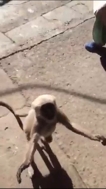 Life in reverse: Lemur monkey returns roti смотреть онлайн