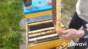 ВЫВОДИМ МАТОК. Учимся выводить маток. Первая прививка 18.04.2023