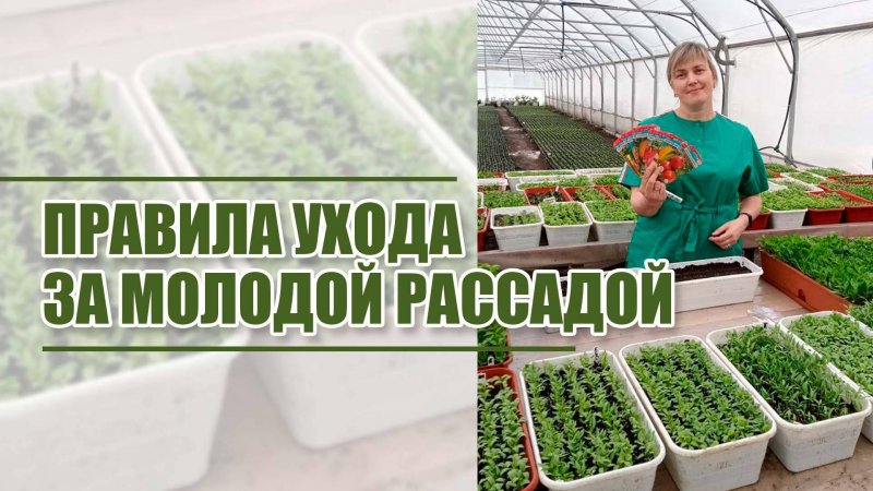 ПРАВИЛА УХОДА ЗА МОЛОДОЙ РАССАДОЙ