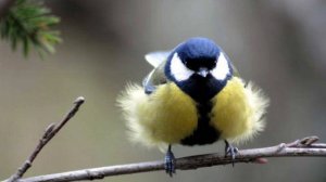 Релаксация. Кормушка в лесу. Пение птиц. Звуки природы.