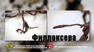 Филлоксера (Viteus vitifoliae (Fitch.))