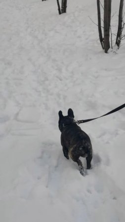 Краш вышел прогуляться по Снегу🐶❄️❄️❄️