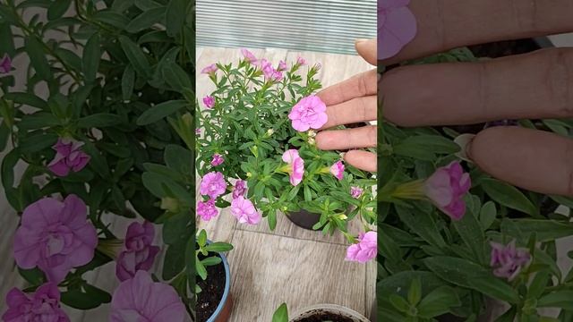 МОЯ ИСТОРИЯ С КАЛИБРАХОА #настроение#калибрахоа#люблюцветы#цветоводство#мойопыт#неудача#получилось#