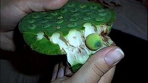 Seed Germination Process