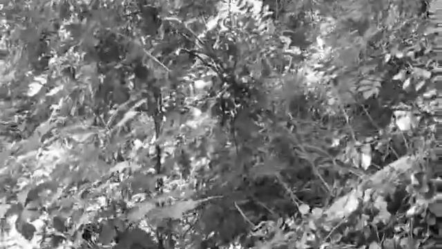 Clauthrlin Glainge - Dar Shala Kamali7 Chu Chiu B. смотреть онлайн