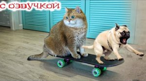 Приколы с котами! Смешная ОЗВУЧКА