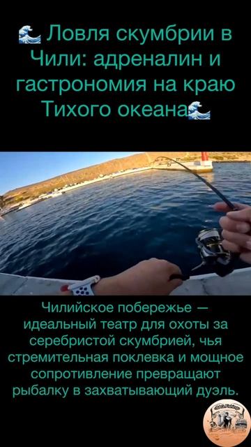 Ловля скумбрии в Чили: адреналин и гастрономия на краю Тихого океана🌊