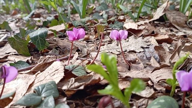 Урочище Кубалач. 15.03.25.