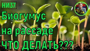 НИ37 Биогумус и рассада на нём растёт рассада ни37 под корень вермикомпост