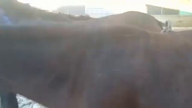 Элдин пейили кайда баратат? | Казык кагылган жылкы смотреть онлайн