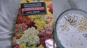 Посев Тысечалистника Летняя Сказка на рассаду пророщенными семенами.