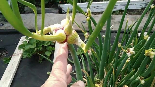 Лук шагающий, многоярусный, выращивание.
