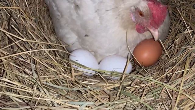 Смастерила гнездо для квочки 🪺😁🥚🐣подкладываю яйцо под квочку🥚🐓🐣 🪺7 марта 2025 года