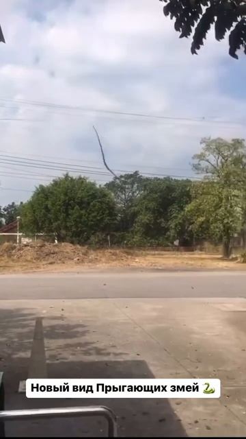 Метров с 2х прыгают  змея животные змеи интересно индия треш жесть тренды тренд топ я