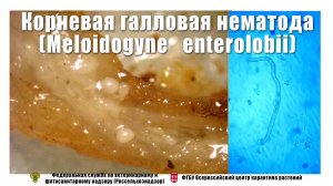 Корневая галловая нематода (Meloidogyne   enterolobii)