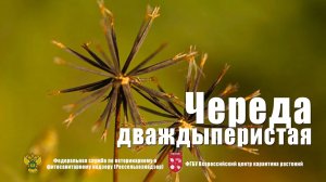 Череда дваждыперистая (Bidens bipinnata L.)
