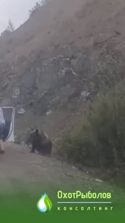 Медведь и водитель. Опасно для жизни. не повторять!