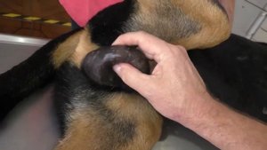 Mangoworms - Dog Videos - Joe, Mangowuermer im Hodensack, Parasites