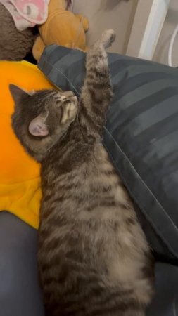 Котя сладко спит 🐱