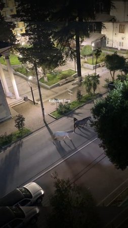 17.03.2025 однажды ночью в Кобулети, Мустанг 🙂 Грузия
