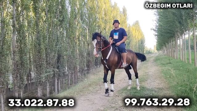 СОЛОХИДДИН ПОЛВОНДАН ОТЛАРНИНГ ПЕГАС ВА ЧИГИРИ СОТИЛАДИ  !.. смотреть онлайн