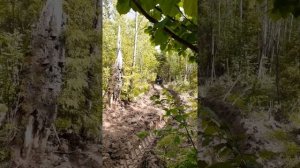 Юмз по грязи с лесом