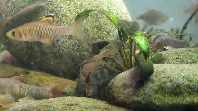 Etroplus canarensis смотреть онлайн