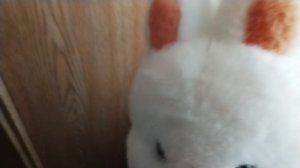 кролик стипаша