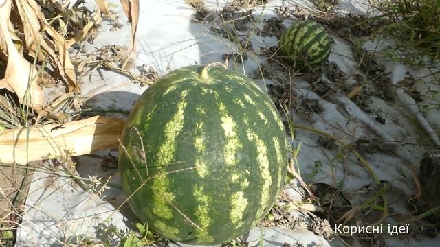 Кавун Кримсон світ. Вирощування у центральному регіоні країни. смотреть онлайн