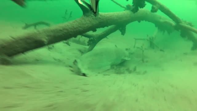 сомик 10 кг смотреть онлайн