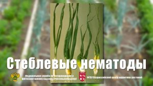Стеблевые нематоды картофеля и лука
