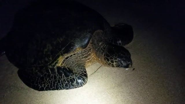 гавайская черепаха смотреть онлайн