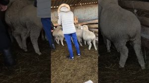 как правильно поймать овцу?