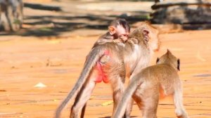 Oh god...So p-i-ty tiny baby monkey LILY.