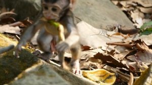 Cute Little Pickles React When Seeing Abandoned Monkey Come Close To Him