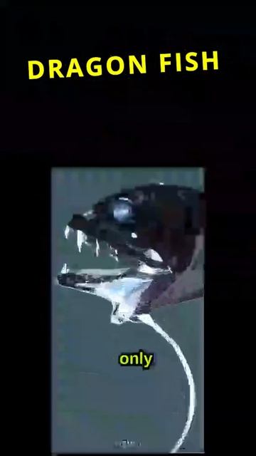 Dragon fish @shorts @plentyfish @animal @fish смотреть онлайн