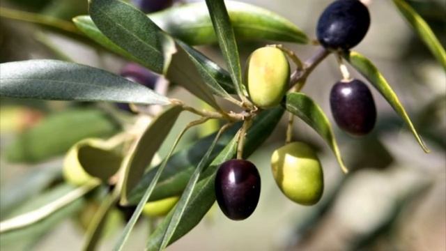 Разница маслин и оливок смотреть онлайн