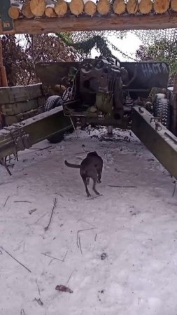 Боевой Пес