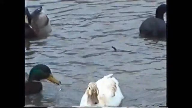 утиное озеро смотреть онлайн