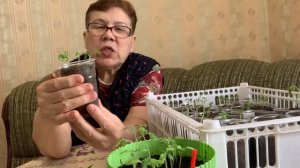 IMG_7981 Перец и томат ,взошли. Мои гномы томаты ,подохли..