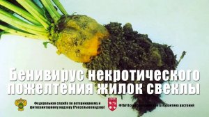 Бенивирус некротического пожелтения жилок свеклы (Beet necrotic yellow vein benyvirus)