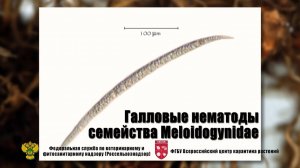 Галловые нематоды семейства Meloidogynidae