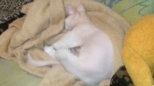 Кошка Фиса смотреть онлайн