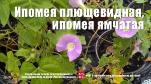 Ипомея плющевидная, Ипомея ямчатая