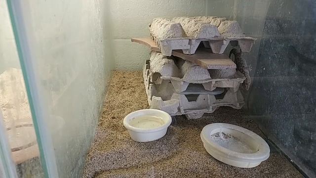 Chondrodactylus - The Forgotten Gecko? смотреть онлайн