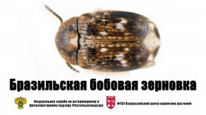 Бразильская бобовая зерновка (Zabrotes subfassiatus Boh.)