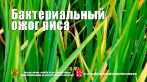 Бактериальный ожог риса (Xanthomonas oryzae pv. oryzae (Ishiyama) Swings et al)