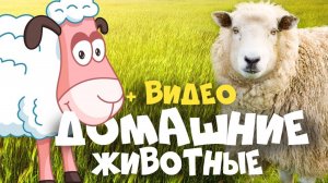 Домашние животные – звуки и видео! Развивающий мультик для малышей
