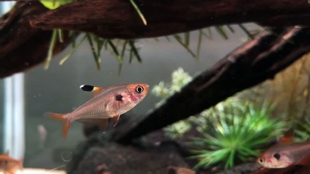 紅衣夢幻旗 Hyphessobrycon sweglesi смотреть онлайн