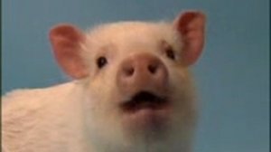 +100500 Ржака,свинья-ля ля ля ля ля ля